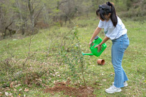 Plant a tree